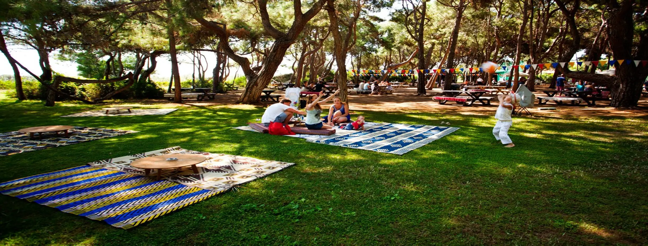 Image for Picnic Paradise